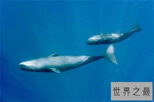 【图】鲸鱼的图片引见 陆地中的巨无霸外形壮观