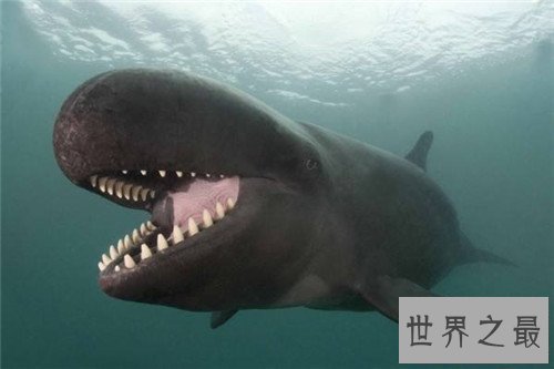 【图】鲸鱼的图片引见 陆地中的巨无霸外形壮观