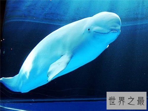 【图】鲸鱼的图片引见 陆地中的巨无霸外形壮观