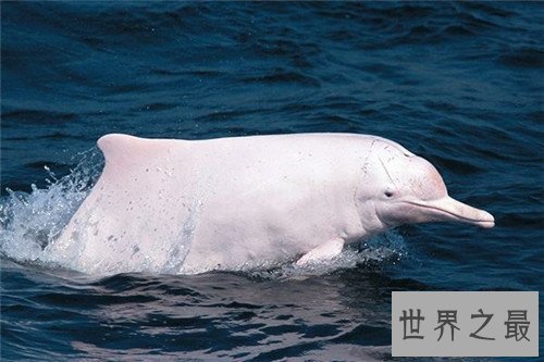 【图】鲸鱼的图片引见 陆地中的巨无霸外形壮观
