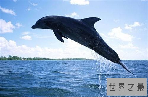 【图】鲸鱼的图片引见 陆地中的巨无霸外形壮观