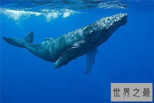 【图】鲸鱼的图片引见 陆地中的巨无霸外形壮观