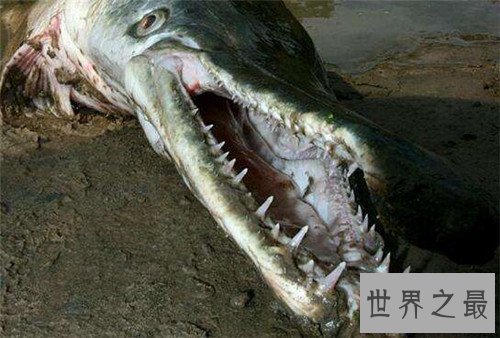 【图】卡布罗龙外形特色引见 曾有人目击它的出现