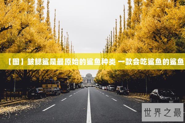 【图】皱鳃鲨是最原始的鲨鱼种类 一款会吃鲨鱼的鲨鱼