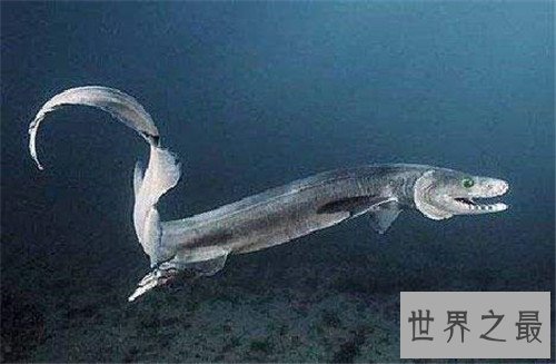 【图】皱鳃鲨是最原始的鲨鱼种类 一款会吃鲨鱼的鲨鱼