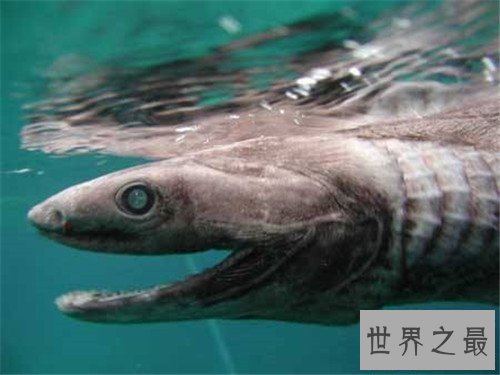 【图】皱鳃鲨是最原始的鲨鱼种类 一款会吃鲨鱼的鲨鱼