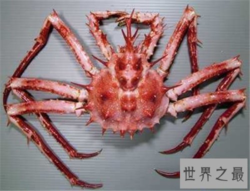 【图】日本蜘蛛蟹长相怪异体型最大 已成为美味的盘中