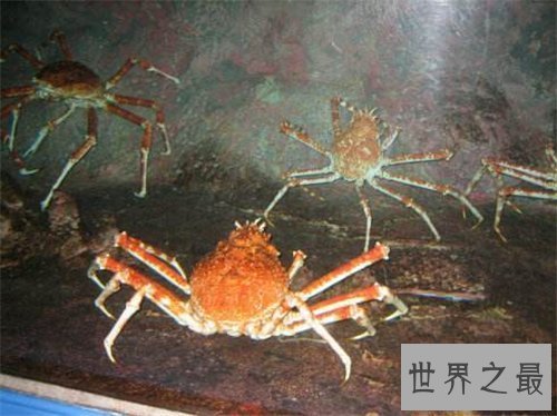 【图】日本蜘蛛蟹长相怪异体型最大 已成为美味的盘中