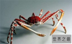 【图】日本蜘蛛蟹长相怪异体型最大 已成为美味的盘中