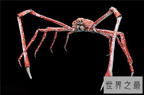 【图】日本蜘蛛蟹长相怪异体型最大 已成为美味的盘中