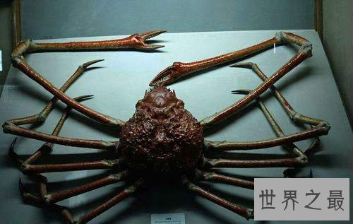 【图】日本蜘蛛蟹长相怪异体型最大 已成为美味的盘中