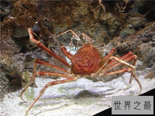 【图】日本蜘蛛蟹长相怪异体型最大 已成为美味的盘中