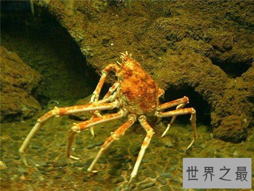 【图】日本蜘蛛蟹长相怪异体型最大 已成为美味的盘中