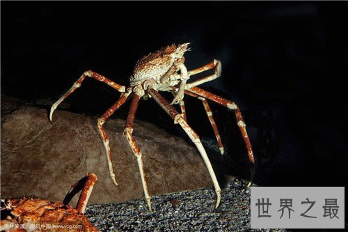 【图】日本蜘蛛蟹长相怪异体型最大 已成为美味的盘中