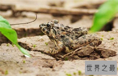 【图】田鸡是青蛙吗 田鸡与青蛙的区别原来这么大