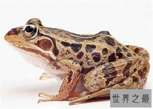 【图】田鸡是青蛙吗 田鸡与青蛙的区别原来这么大