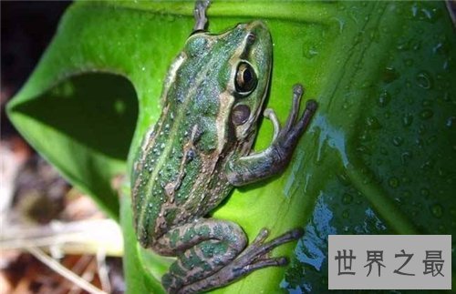 【图】田鸡是青蛙吗 田鸡与青蛙的区别原来这么大