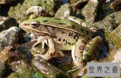 【图】田鸡是青蛙吗 田鸡与青蛙的区别原来这么大