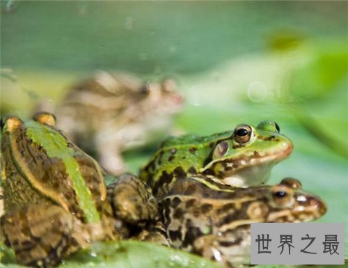 【图】田鸡是青蛙吗 田鸡与青蛙的区别原来这么大
