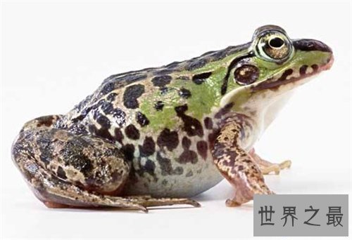 【图】田鸡是青蛙吗 田鸡与青蛙的区别原来这么大