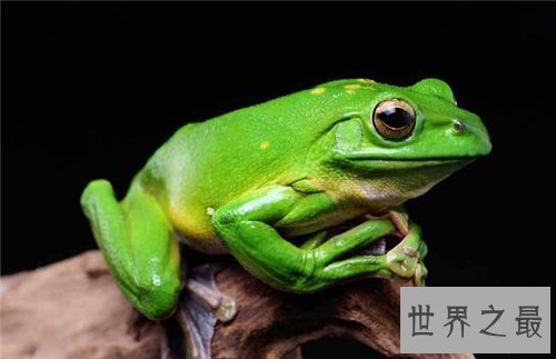 【图】田鸡是青蛙吗 田鸡与青蛙的区别原来这么大