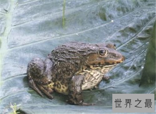 【图】田鸡是青蛙吗 田鸡与青蛙的区别原来这么大