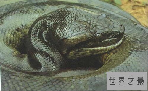 【图】中国最大的蛇是什么样子的听说有55米长