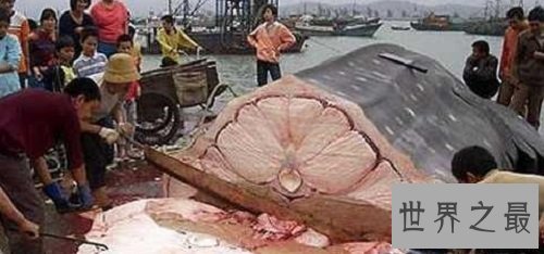 【图】中国最大的蛇是什么样子的听说有55米长