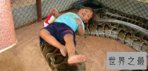 【图】中国最大的蛇是什么样子的听说有55米长