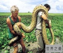 【图】中国最大的蛇是什么样子的据说有55米长