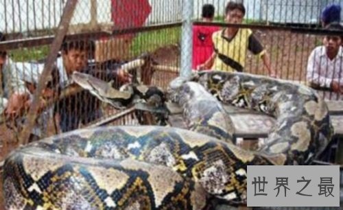 【图】中国最大的蛇是什么样子的听说有55米长