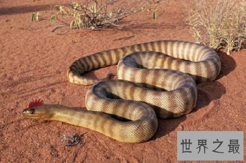 【图】中国最大的蛇是什么样子的听说有55米长