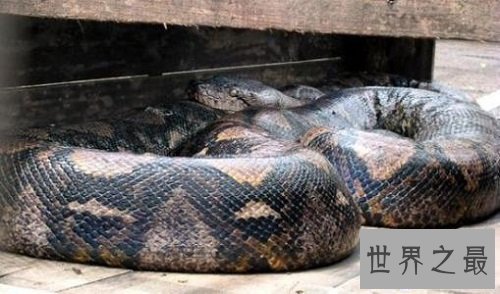 【图】中国最大的蛇是什么样子的听说有55米长