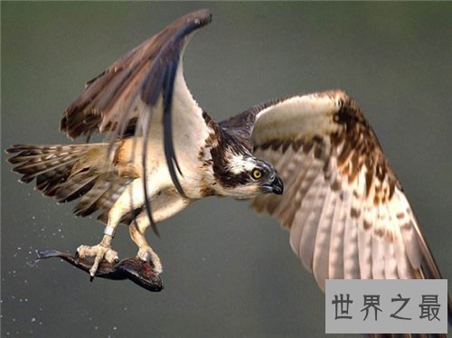 【图】鹰隼可能野生吗 一只鹰隼居然卖到百万美金