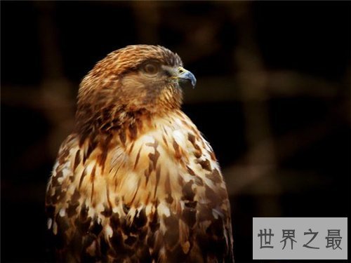 【图】鹰隼可能野生吗 一只鹰隼居然卖到百万美金