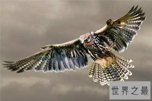 【图】鹰隼可能野生吗 一只鹰隼居然卖到百万美金