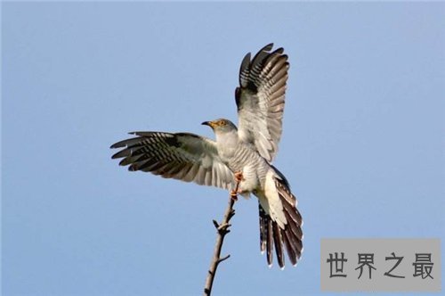 【图】鹰隼可能野生吗 一只鹰隼居然卖到百万美金