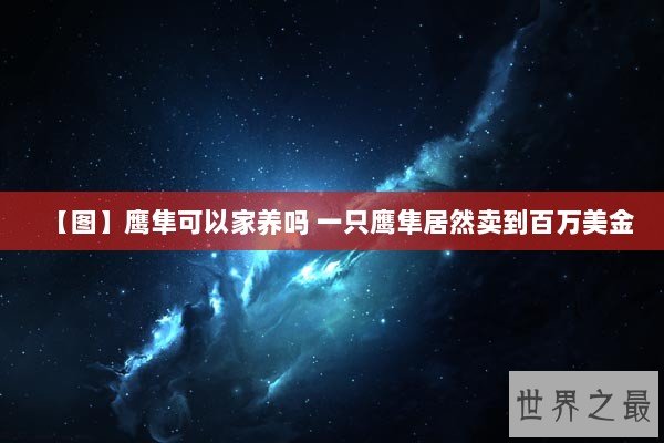 【图】鹰隼可以家养吗 一只鹰隼居然卖到百万美金