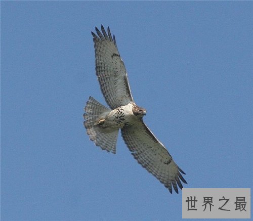 【图】鹰隼可能野生吗 一只鹰隼居然卖到百万美金