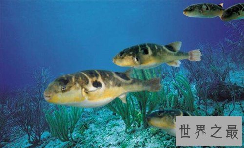 【图】河豚之死出自苏轼 现在河豚剧毒却成为盘中餐