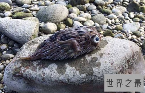 【图】河豚之死出自苏轼 现在河豚剧毒却成为盘中餐