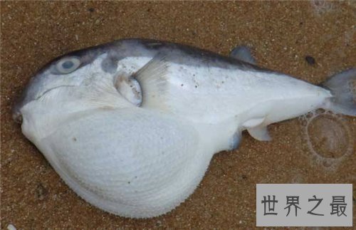 【图】河豚之死出自苏轼 现在河豚剧毒却成为盘中餐