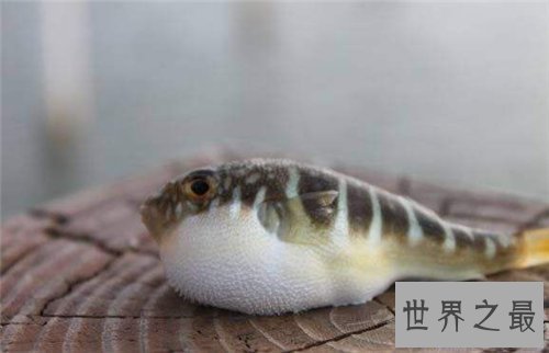 【图】河豚之死出自苏轼 现在河豚剧毒却成为盘中餐