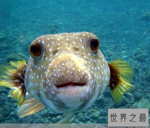 【图】河豚之死出自苏轼 现在河豚剧毒却成为盘中餐