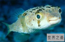 【图】河豚之死出自苏轼 如今河豚剧毒却成为盘中餐