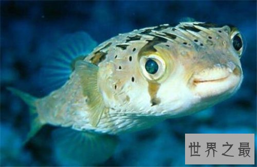 【图】河豚之死出自苏轼 现在河豚剧毒却成为盘中餐