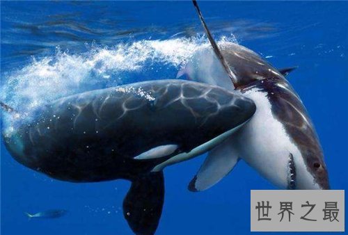 【图】杀人鲸曾杀三人 这是寰球第一同鲸鱼杀人事情