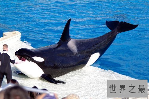 【图】杀人鲸曾杀三人 这是寰球第一同鲸鱼杀人事情