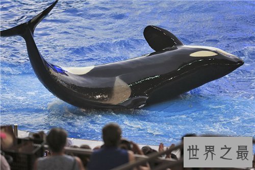 【图】杀人鲸曾杀三人 这是寰球第一同鲸鱼杀人事情