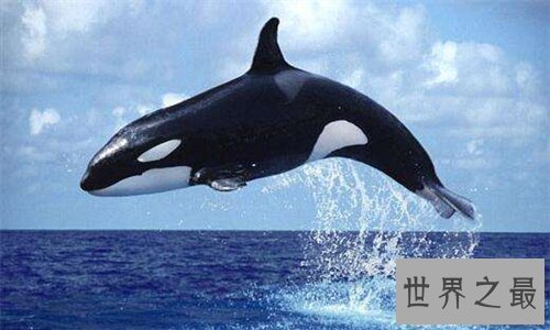【图】杀人鲸曾杀三人 这是寰球第一同鲸鱼杀人事情